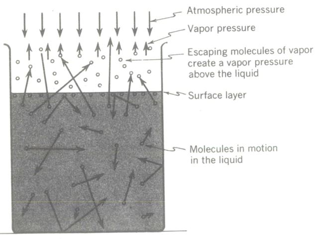 concept of vapour pressure