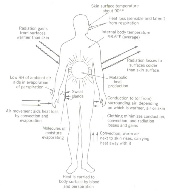 body heat equilibrium